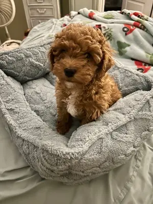 Chiot caniche rouge/abricot, bien socialisé et en excellente santé