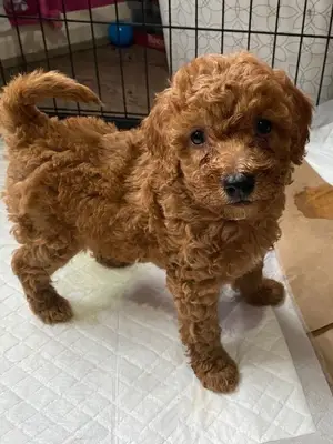 Chiot caniche rouge/abricot, bien socialisé et en excellente santé - Miniature 4