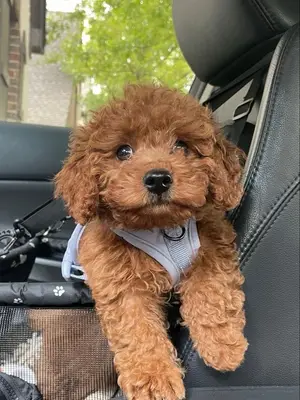 Chiot caniche rouge/abricot, bien socialisé et en excellente santé - Miniature 3