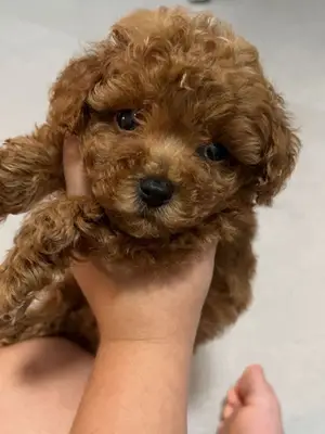 Chiot caniche rouge/abricot, bien socialisé et en excellente santé - Miniature 2
