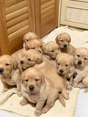Berger allemand à adopter dans une famille aimante et responsable - Miniature 2