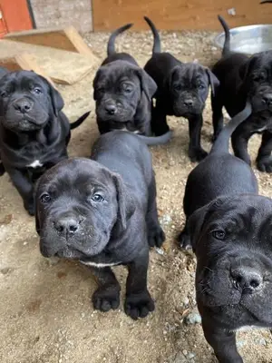 Berger allemand à adopter, frais vétérinaires à rembourser