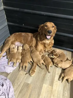 Berger allemand à adopter dans une famille aimante et responsable - Miniature 3