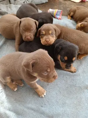 Berger allemand à adopter, frais vétérinaires à rembourser - Miniature 2