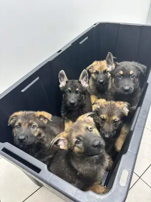 Berger allemand à adopter, frais vétérinaires à rembourser - Miniature 4