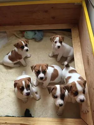 Berger allemand à adopter : recherche d’un foyer chaleureux et responsable