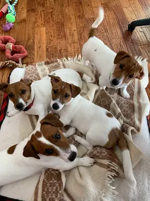 Berger allemand à adopter : recherche d’un foyer chaleureux et responsable - Miniature 2