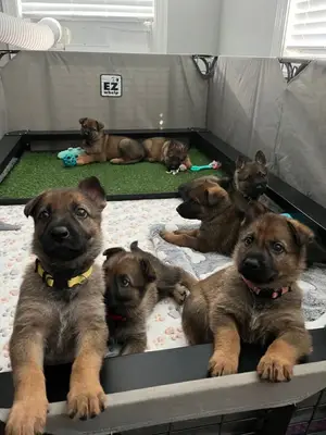 Berger allemand à adopter, frais vétérinaires à rembourser - Miniature 3