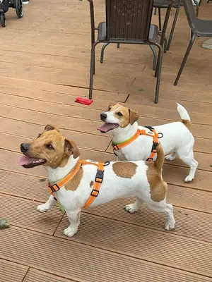 Berger allemand à adopter : recherche d’un foyer chaleureux et responsable - Miniature 3