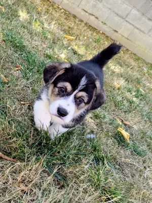 Chiots Welsh Corgi Pembroke NON LOF à réserver - Miniature 4