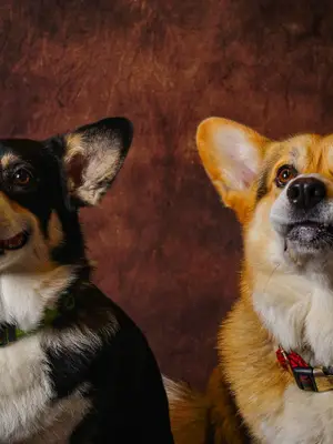 Chiots Welsh Corgi Pembroke NON LOF à réserver - Miniature 10