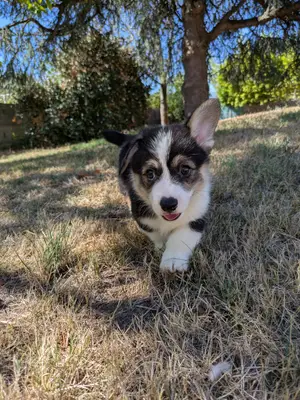 Chiots Welsh Corgi Pembroke NON LOF à réserver - Miniature 8