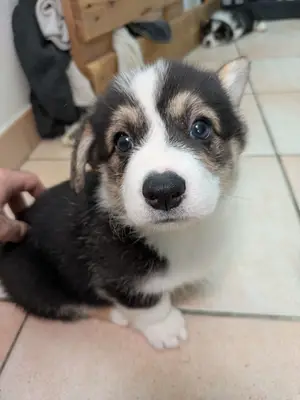 Chiots Welsh Corgi Pembroke NON LOF à réserver - Miniature 9