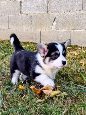Chiots Welsh Corgi Pembroke NON LOF à réserver - Miniature 3