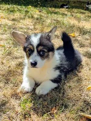 Chiots Welsh Corgi Pembroke NON LOF à réserver - Miniature 7