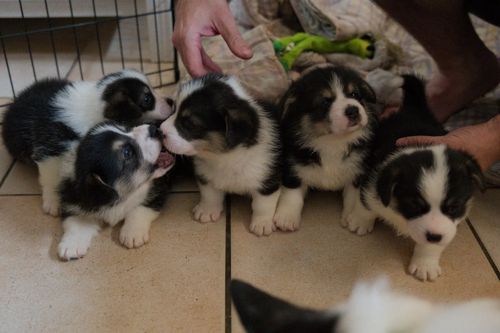 Chiots Welsh Corgi Pembroke NON LOF à réserver - Photo 1