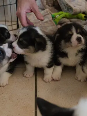 Chiots Welsh Corgi Pembroke NON LOF à réserver