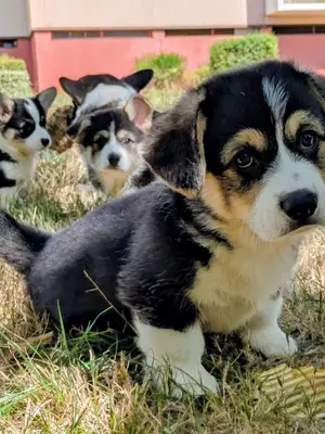 Chiots Welsh Corgi Pembroke NON LOF à réserver - Miniature 5