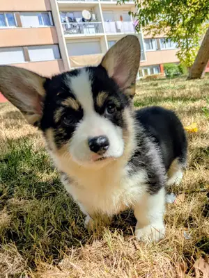 Chiots Welsh Corgi Pembroke NON LOF à réserver - Miniature 2