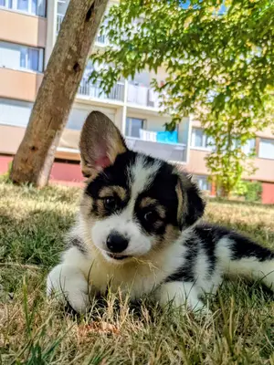 Chiots Welsh Corgi Pembroke NON LOF à réserver - Miniature 6