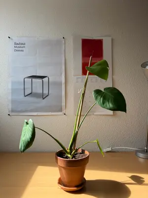 Plante Monstera avec pot en terre cuite