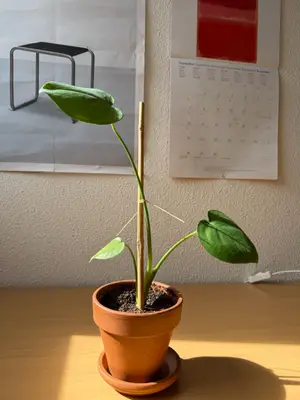 Petite plante Monstera avec pot en terre cuite