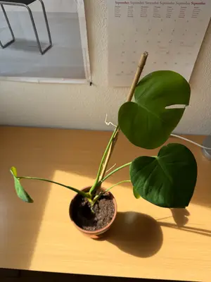 Plante Monstera avec pot en terre cuite - Miniature 2