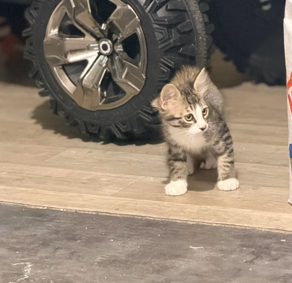 Chaton sevré 2 mois et demi - Vermifugé - Photo 1
