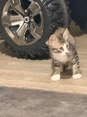 Chaton sevré 2 mois et demi - Vermifugé