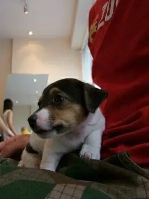 Chiot Type JACK RUSSELL A DONNE 