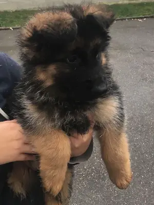 Berger allemand de 3 mois vacciné, gentil et sociable - Miniature 2