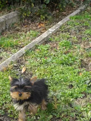 Chiot de 3 mois vacciné et pucé, habitué aux enfants et aux animaux - Miniature 3
