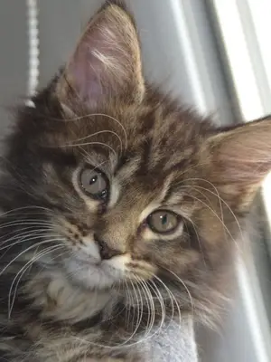 Chaton Maine Coon femelle 3 mois vacciné - Miniature 2