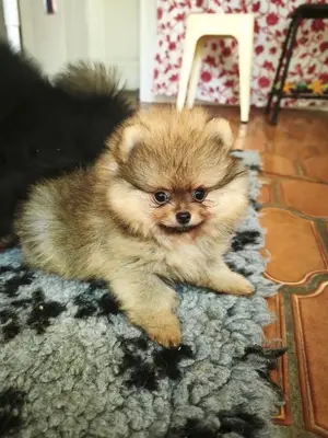 Chiot Spitz nain femelle de 3 mois, vaccinée et pucée