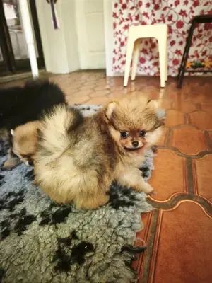 Chiot Spitz nain femelle de 3 mois, vaccinée et pucée - Miniature 2