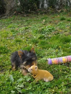 Chiot de 3 mois vacciné et pucé, habitué aux enfants et aux animaux