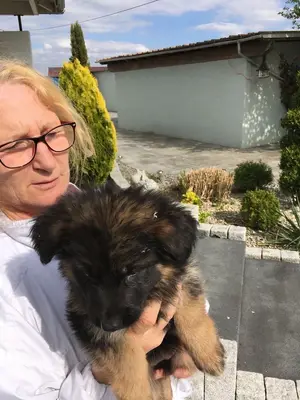 Berger allemand de 3 mois vacciné, gentil et sociable