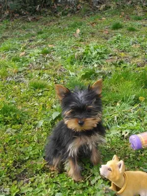 Chiot de 3 mois vacciné et pucé, habitué aux enfants et aux animaux - Miniature 2