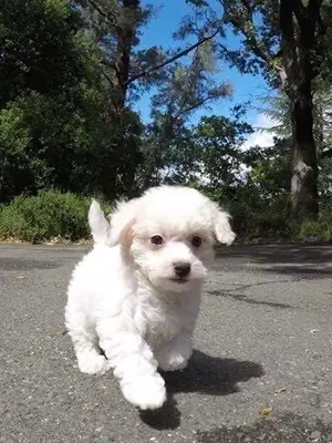 Chiot Bichon Maltais femelle 3 mois vacciné pucé - Miniature 2