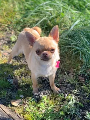 Chihuahua de 2 ans vacciné et pucé, gentil et sociable