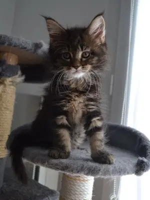 Chaton Maine Coon femelle 3 mois vacciné - Miniature 3
