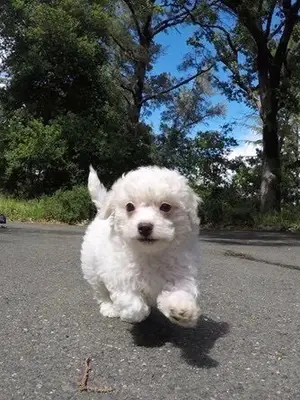 Chiot Bichon Maltais femelle 3 mois vacciné pucé