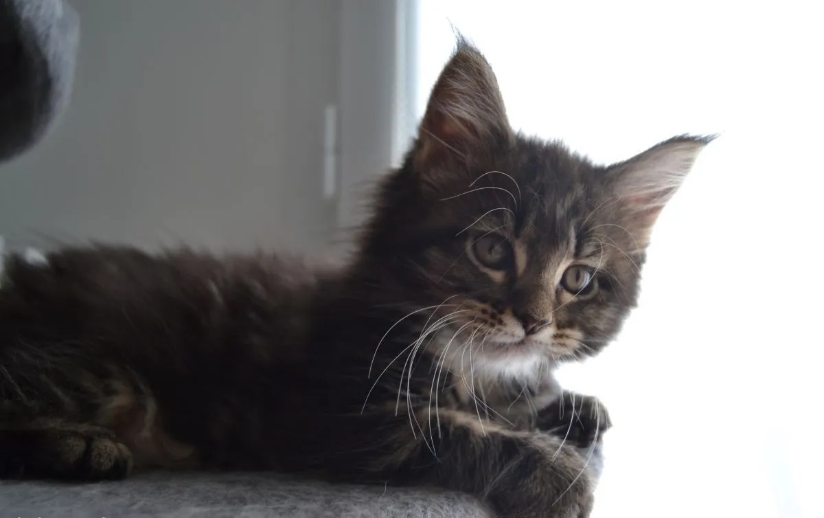 Chaton Maine Coon femelle 3 mois vacciné - Photo 1