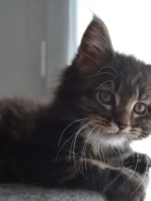 Chaton Maine Coon femelle 3 mois vacciné