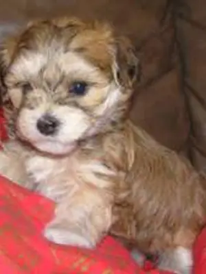 Bichon Havanais de 4 mois, sans papiers et non vacciné