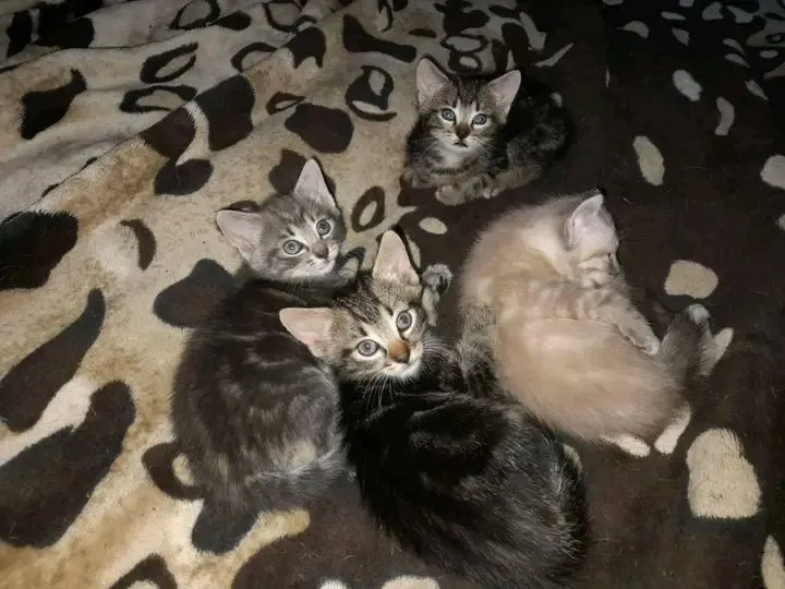 Bonjour donne chaton contre bon soins a donnés dans 2 semaines - Photo 1