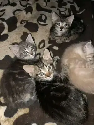 Bonjour donne chaton contre bon soins a donnés dans 2 semaines