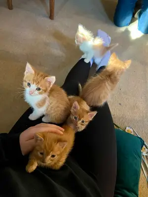 Chatons joueurs et affectueux à adopter dans une famille sérieuse et responsable - Miniature 2