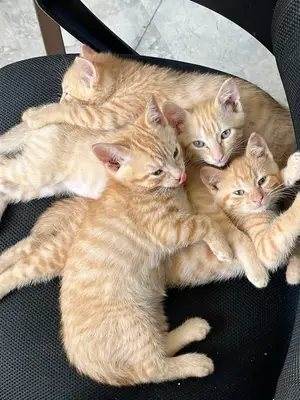 Chatons joueurs et affectueux à adopter dans une famille sérieuse et responsable - Miniature 3
