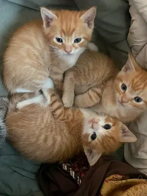 Chatons joueurs et affectueux à adopter dans une famille sérieuse et responsable - Miniature 4